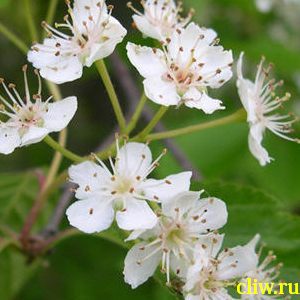 Вишня  (prunus ) розоцветные (rosaceae)