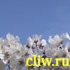 Вишня йедонская (cerasus yedoensis) розоцветные (rosaceae) невеста