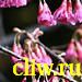 Вишня колокольчатая (cerasus campanulata) розоцветные (rosaceae)