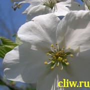 Вишня красивая (cerasus speciosa) розоцветные (rosaceae)