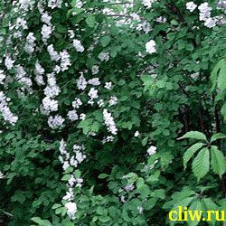 Спирея ван-гутта (spiraea vanhouttei) розоцветные (rosaceae)