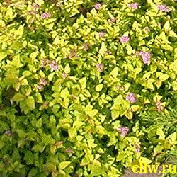 Спирея японская (spiraea japonica) розоцветные (rosaceae) goldmound