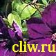 Клематис  (clematis ) лютиковые (ranunculaceae) gipsy queen