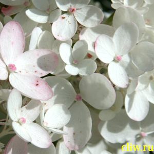 Гортензия метельчатая (hydrangea paniculata) гортензиевые (hydrangeaceae ) grandiflora