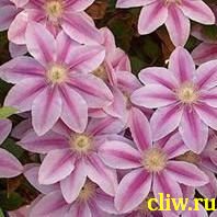 Клематис  (clematis ) лютиковые (ranunculaceae) nelly moser