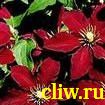Клематис  (clematis ) лютиковые (ranunculaceae) niobe