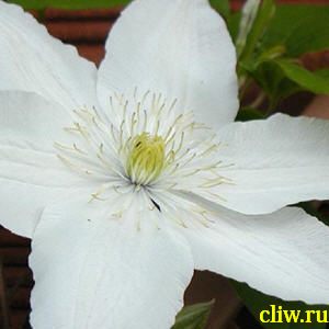 Клематис  (clematis ) лютиковые (ranunculaceae) рассвет