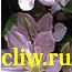 Клематис  (clematis ) лютиковые (ranunculaceae) protheus