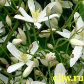 Клематис прямой (clematis eracta) лютиковые (ranunculaceae)
