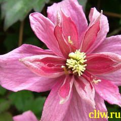 Клематис горный (clematis montana) лютиковые (ranunculaceae) broughton star