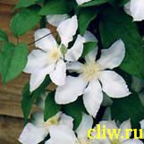Клематис  (clematis ) лютиковые (ranunculaceae) серебряный ручеек
