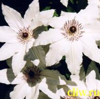 Клематис  (clematis ) лютиковые (ranunculaceae) балерина