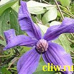 Клематис  (clematis ) лютиковые (ranunculaceae) бирюзинка