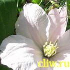 Клематис  (clematis ) лютиковые (ranunculaceae) лесная опера