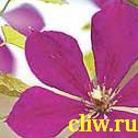 Клематис  (clematis ) лютиковые (ranunculaceae) негритянка