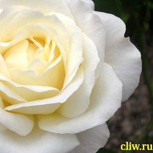 Роза  (rosa ) розоцветные (rosaceae) chopin