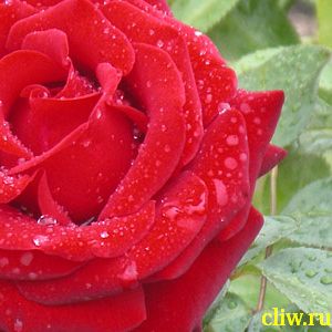 Роза  (rosa ) розоцветные (rosaceae) ingrid bergman