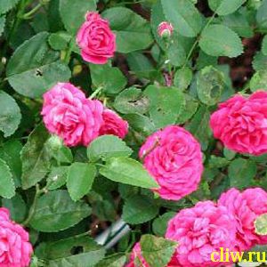 Роза  (rosa ) розоцветные (rosaceae) lovely fairy