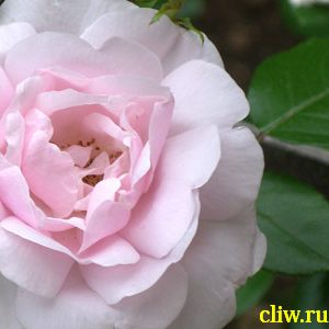 Роза  (rosa ) розоцветные (rosaceae) new daun