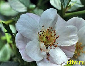 Роза  (rosa ) розоцветные (rosaceae) weisse immensee