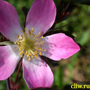 Роза сизая (rosa glauca) розоцветные (rosaceae)
