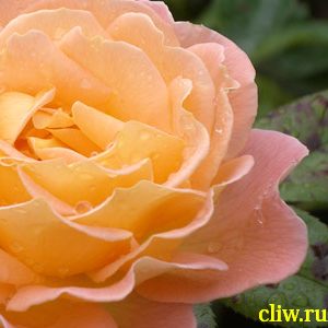 Роза  (rosa ) розоцветные (rosaceae) westerland
