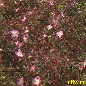Роза сизая (rosa glauca) розоцветные (rosaceae)