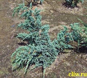 Можжевельник чешуйчатый (juniperus squamata) кипарисовые (cupressaceae) blue spider