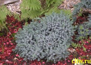 Можжевельник чешуйчатый (juniperus squamata) кипарисовые (cupressacaea) blue star