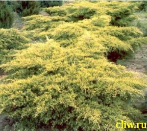 Можжевельник средний (juniperus media) кипарисовые (cupressaceae) gold coast