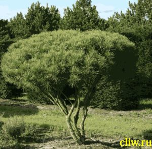 Сосна густоцветковая (pinus densiflora) сосновые (pinaceae) umbraculifera