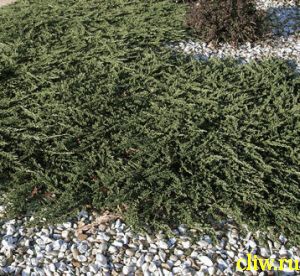Можжевельник горизонтальный (juniperus horizontalis) кипарисовые (cupressaceae) prince of wales