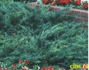 Можжевельник горизонтальный (juniperus horizontalis) кипарисовые (cupressaceae) hughes