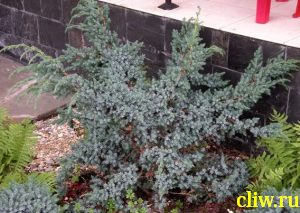 Можжевельник китайский (juniperus chinensis) кипарисовые (cupressacaea) blue alps
