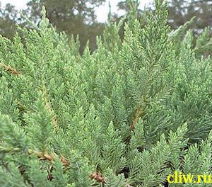 Можжевельник горизонтальный (juniperus horizontalis) кипарисовые (cupressaceae) prostrata