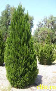 Можжевельник китайский (juniperus chinensis) кипарисовые (cupressaceae) спартан