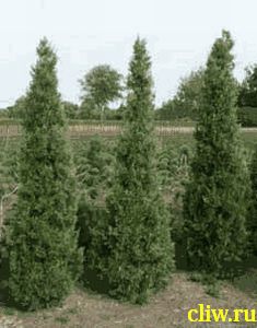 Можжевельник китайский (juniperus chinensis) кипарисовые (cupressaceae) keteleerii