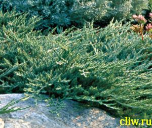 Можжевельник горизонтальный (juniperus horizontalis) кипарисовые (cupressaceae) wiltonii