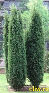 Можжевельник обыкновенный (juniperus communis) кипарисовые (cupressaceae) hibernica