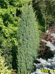 Можжевельник обыкновенный (juniperus communis) кипарисовые (cupressaceae) meyer