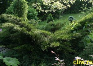 Можжевельник средний (juniperus media) кипарисовые (cupressaceae) mint julep