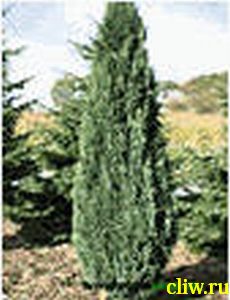 Кипарисовик лавсона (chamaecyparis lawsoniana) кипарисовые (cupressaceae) elwoodii