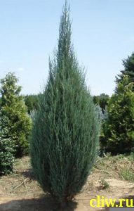 Можжевельник скальный (juniperus scopulorum) кипарисовые (cupressaceae) skyrocket