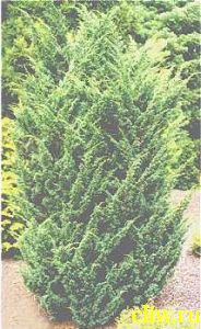 Можжевельник средний (juniperus media)  (cupressaceae) blaauw