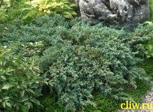 Можжевельник чешуйчатый (juniperus squamata) кипарисовые (cupressacaea) blue carpet