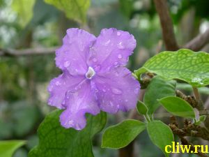 Брунфельсия малоцветковая (brunfelsia pauciflora var. calycina) пасленовые (solanaceae)