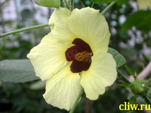 Гибискус китайский (hibiscus rosa-sinensis) мальвовые (malvaceae)