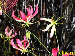 Глориоза  (gloriosa ) лилейные (liliaceae)