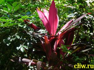 Кордилина верхушечная (cordyline terminalis ) агавовые (agavaceae)