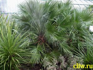 Хамеропс приземистый (chamaerops humilis) пальмовые (recaceae)
